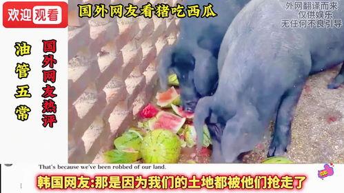 吃瓜娱乐猪,揭秘娱乐圈背后的趣味故事